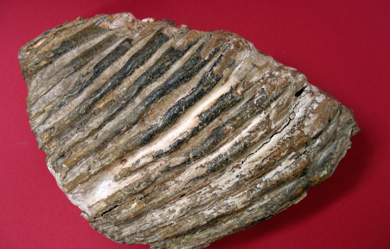 fosílie
